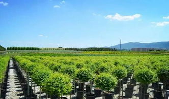 看國外先進苗圃，苗木產(chǎn)業(yè)的差距與啟示