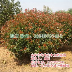 紅葉石楠樹 優(yōu)質(zhì)苗木批發(fā)與綠地建設的最佳選擇