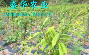 1-3公分李子苗批發(fā)價(jià)格及廠家直銷(xiāo)優(yōu)勢(shì)解析