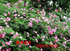 沭陽(yáng)縣教育綠化苗木園藝場(chǎng)攀援植物產(chǎn)品列表