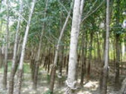 山東省濟(jì)寧秀冉苗木基地 優(yōu)質(zhì)苗木產(chǎn)品展示