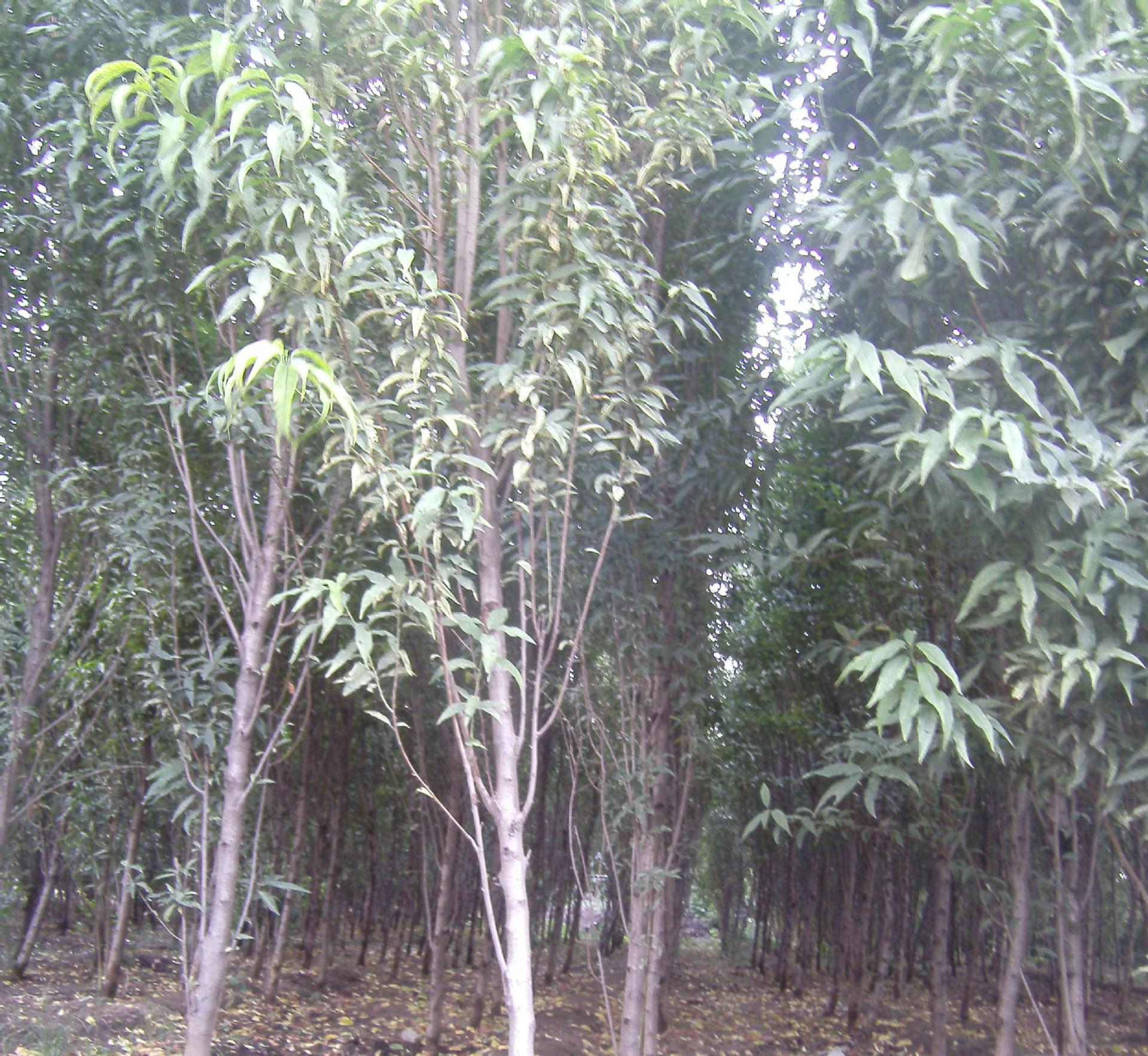 專(zhuān)業(yè)綠色植物苗木花卉 打造花園與綠化的理想選擇