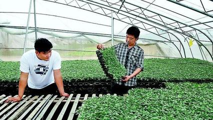 沃野織錦繡——菏澤鄉村產業振興繪就時代新畫卷