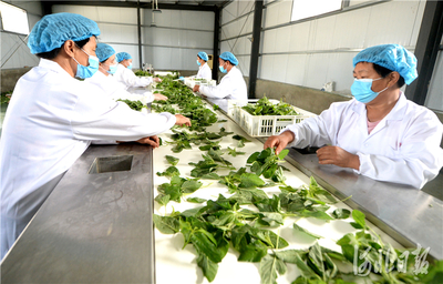 河北邢臺 野菜種植富農(nóng)家，特色農(nóng)產(chǎn)興鄉(xiāng)村