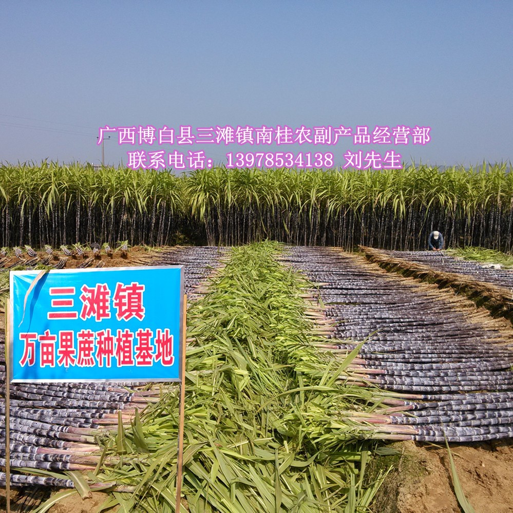 甜蜜的饋贈 黑皮甘蔗——我家鄉(xiāng)的綠色寶藏