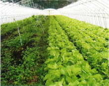 扎根沃土，服務城鄉——記武漢宜鮮（陳鵬）蔬菜專業合作社的綠色之路