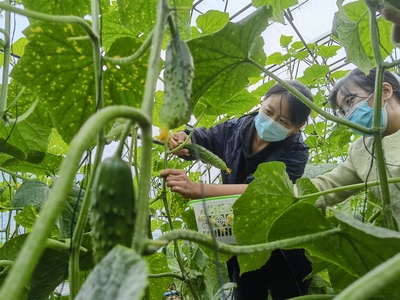 遷安大棚黃瓜喜獲豐收，農副產品種植助力農民幸福升級