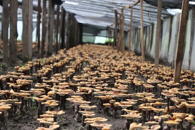 傾多鎮(zhèn)巴康村 農(nóng)副產(chǎn)品種植繪就群眾增收致富新畫卷
