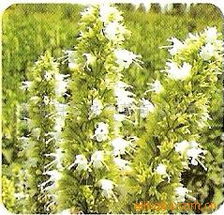 青島百草香 香花草卉種子與種苗產(chǎn)品全攻略及農(nóng)副產(chǎn)品優(yōu)質(zhì)推薦